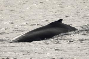 humpback whale dorsal fin