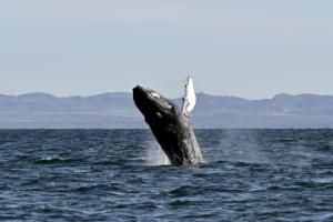 humpback whale breaches high in the air