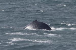 humpback whale