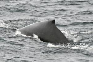 humpback whale dorsal fin