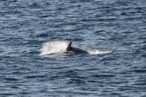 white-beaked dolphin breaching the water