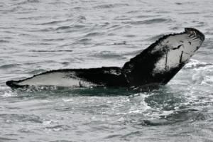 humpback whale fluke