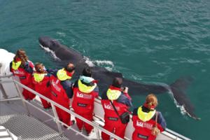 humpback whale swims calmly next to boat and passengers wearing red overalls