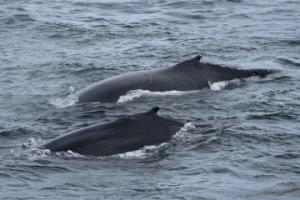 a couple of humpback whales surface together
