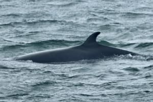 minke whale surfacing
