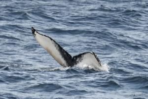 humpback whale fluke