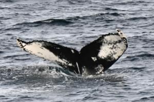 humpback whale fluke
