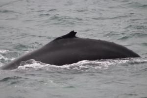 davy jones II humpback whale dorsal fin