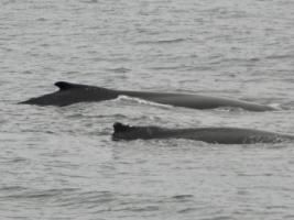 humpback whales surfacing together
