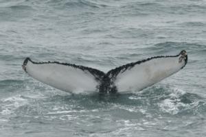 humpback whale fluke