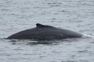 humpback whale dorsal fin