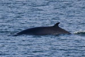 minke whale dorsal fin
