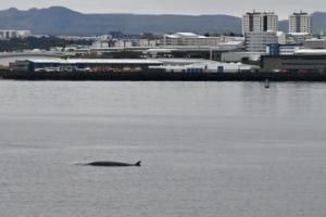 minke whale near reykjavik