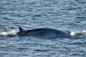 minke whale dorsal fin