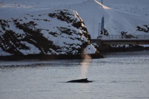 humpback whale near Viðey island