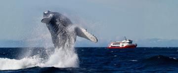 humpback whale breaches in front of whale watching boat in iceland