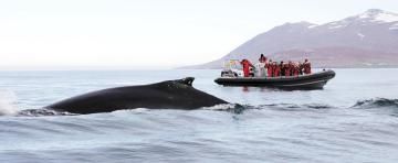 Humpback whale surfaces in front of RIB boat, website thumbnail