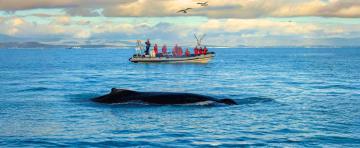Elding premium whale watching tour