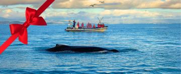 rvk classic whale watching gift card website tour image