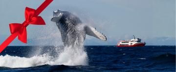rvk classic whale watching gift card website tour image