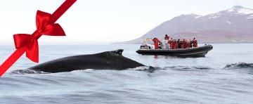 aey express whale watching gift card website tour image