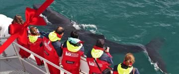 aey classic whale watching gift card website tour image