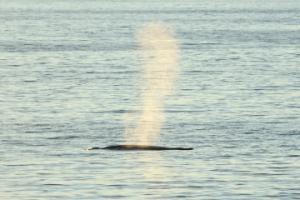 humpback whale breath