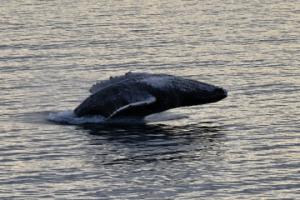 humpback whale breaching