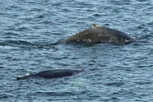 humpback whales