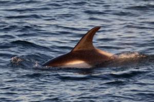 white-beaked dolphin