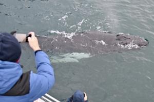humpback whale up close with passenger taking photo