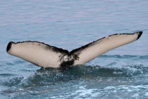 humpback whale fluke