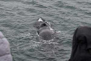 humpback whale inbetween two passengers