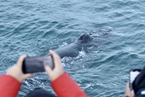 passengers photograph humpback whale from up close