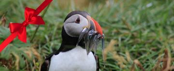 rvk classic puffin watching gift card website tour image
