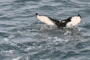humpback whale fluke