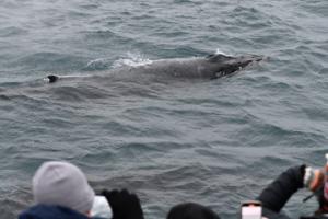 humpback whale surfaces very close to boat