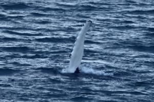 humpback whale pectoral fin in the air