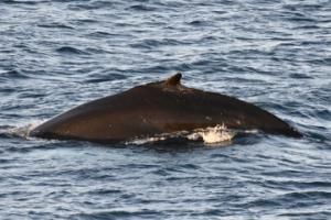 humpback whale dorsal fin