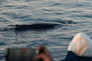 humpback whale