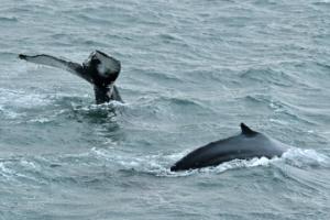 humpback whales surface together