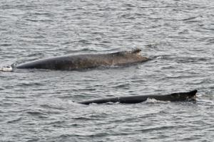 humpback whales surfacing together