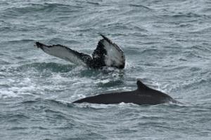 humpback whales