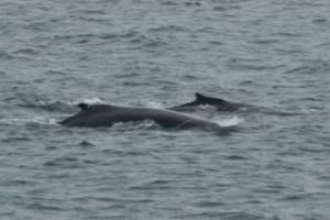 humpback whales