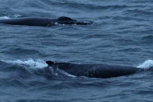 humpback whales