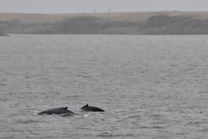humpback whales near land
