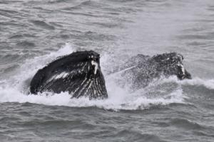 humpback whales lunge feeding