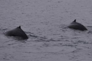 humpback whale dorsal fin