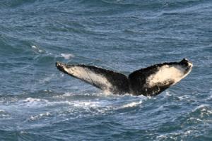 humpback whale fluke