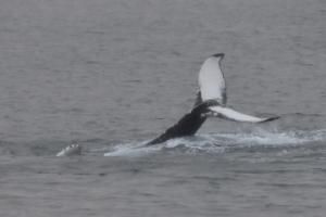 humpback whale dorsal fin upside down